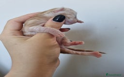 Maine Coon gatti in vendita: Prenotazioni Aperte - Cuccioli di Maine Coon! a Provincia di Cuneo - Immagine 11