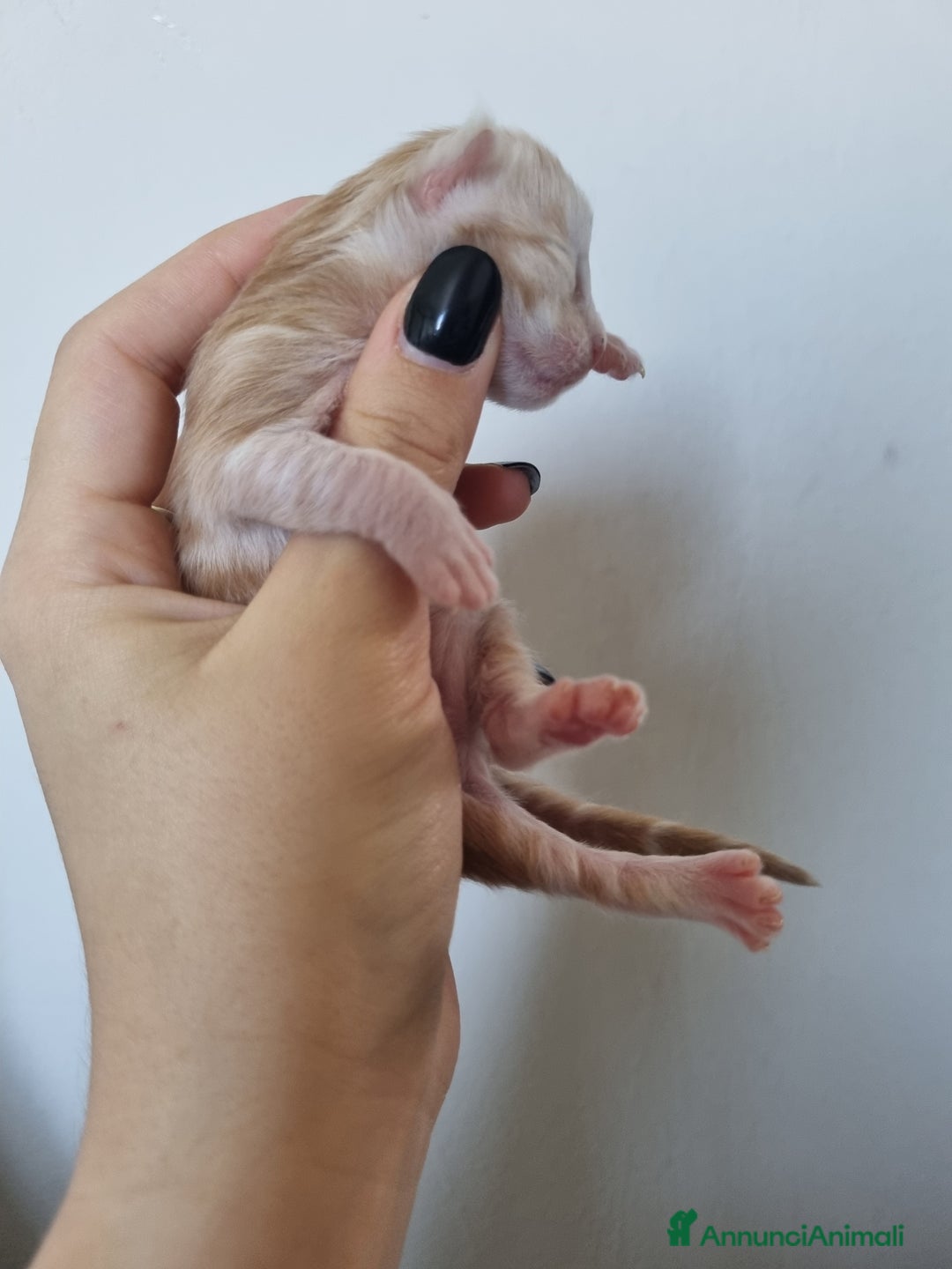 Maine Coon gatti in vendita: Prenotazioni Aperte - Cuccioli di Maine Coon! a Provincia di Cuneo - Immagine 11