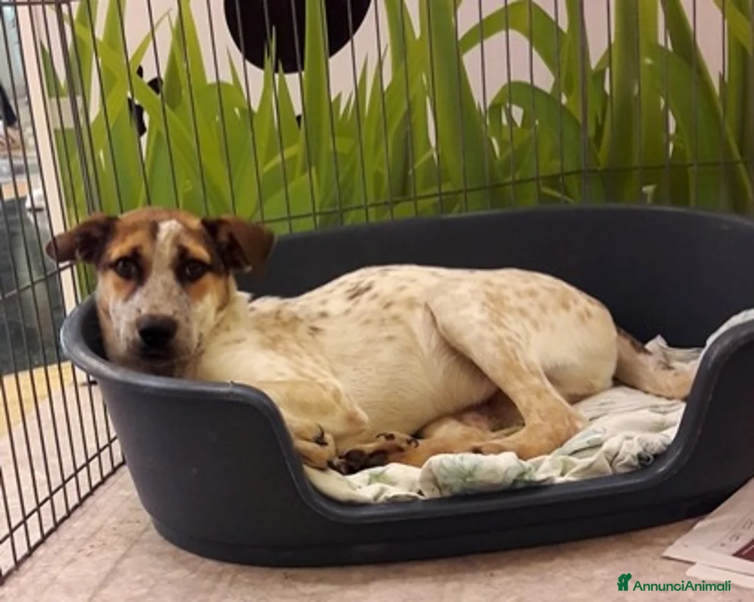 Bracco cani in regalo: BEPPE E IL FRATELLINO, CUCCIOLI SIMIL BRACCO  a Roma - Annuncio 2