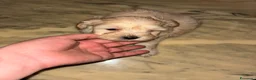 Barboncino cani in vendita: Barboncini toy - Annuncio 6