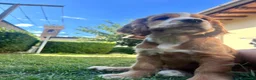 Cocker cani in vendita: VENDO CUCCIOLO COCKER SPANIEL INGLESE - Annuncio 3