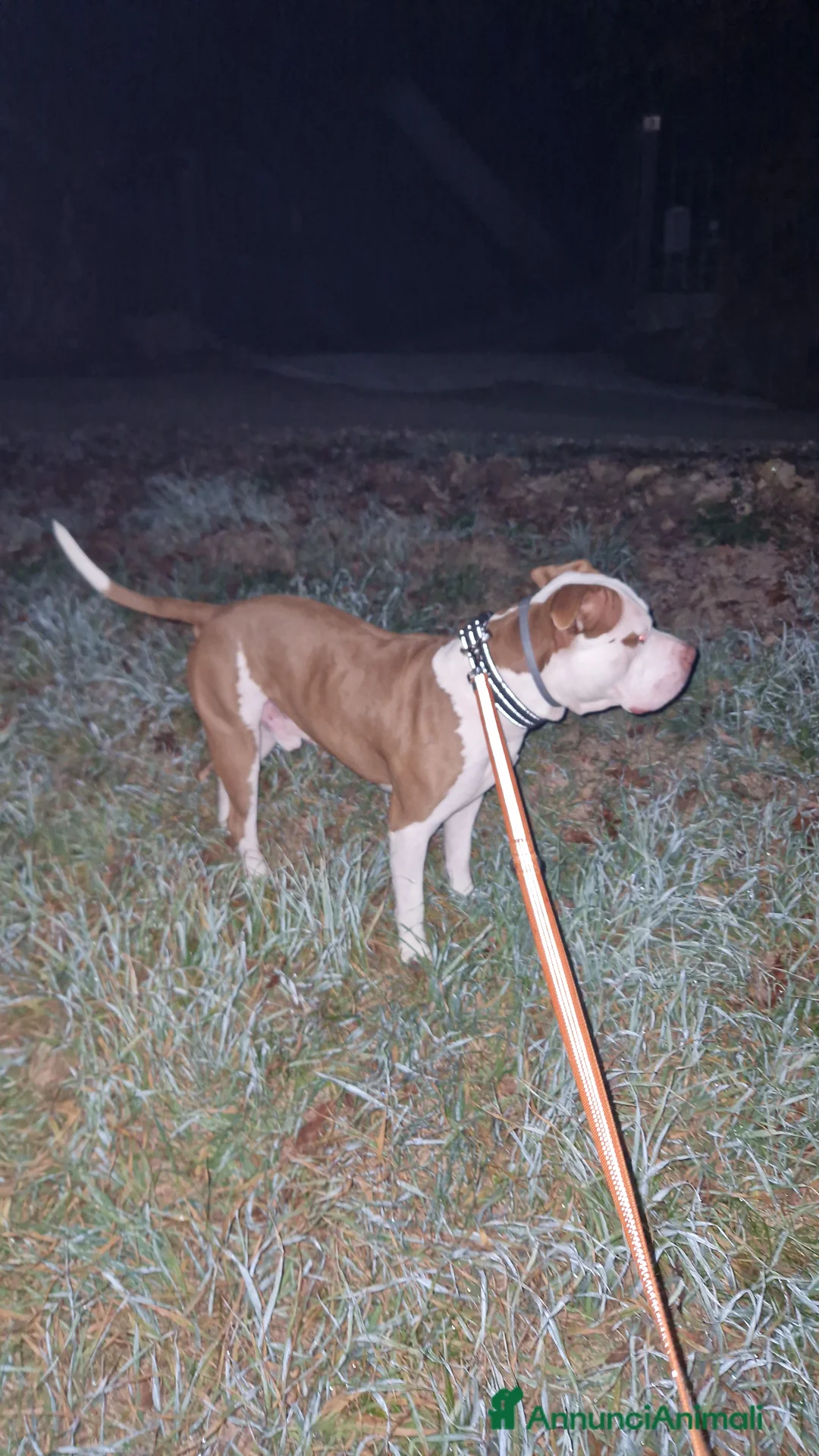 Pitbull cani per accoppiamento: Pitbull americano per coppiare. - Annuncio 2