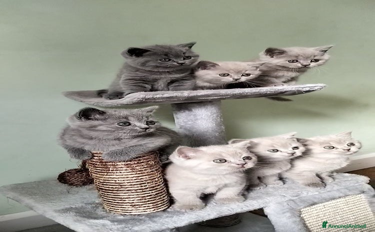 British gatti - Annuncio 8