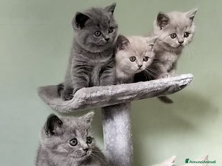 British gatti Cuccioli British/Scottish - Annuncio 23