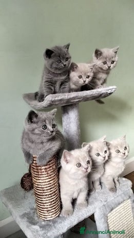 British gatti - Annuncio 2