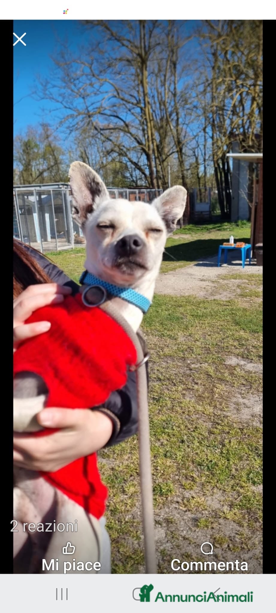 Meticcio cani FIGARÒ 💙-soli 6kg, cerca di nuovo casa per sempre - Annuncio 4