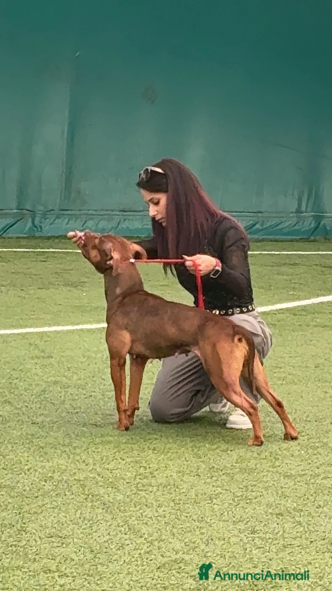 Pitbull cani in vendita: Ultima Femmina pitbull Disponibile  - Annuncio 2