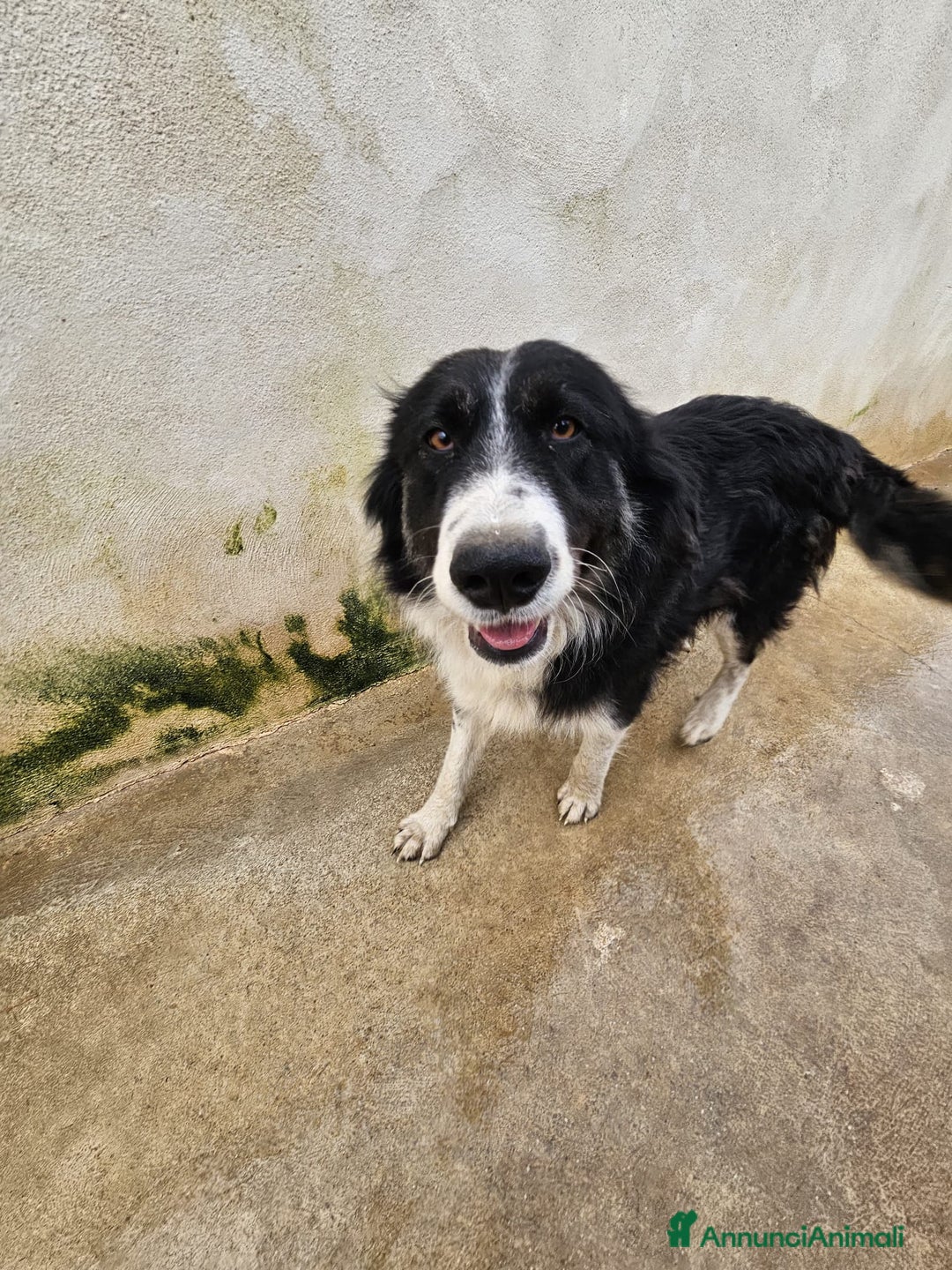 Meticcio cani in regalo: ROSALIA: GIOVANE MAMMINA EQUILIBRATA DOLCISSIMA  - Annuncio 8