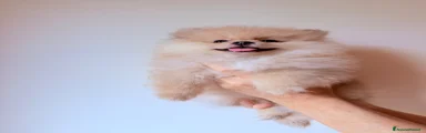 Volpino Pomerania 3