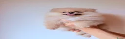 Volpino Pomerania cani in vendita: Volpino Pomerania nano - Annuncio 2