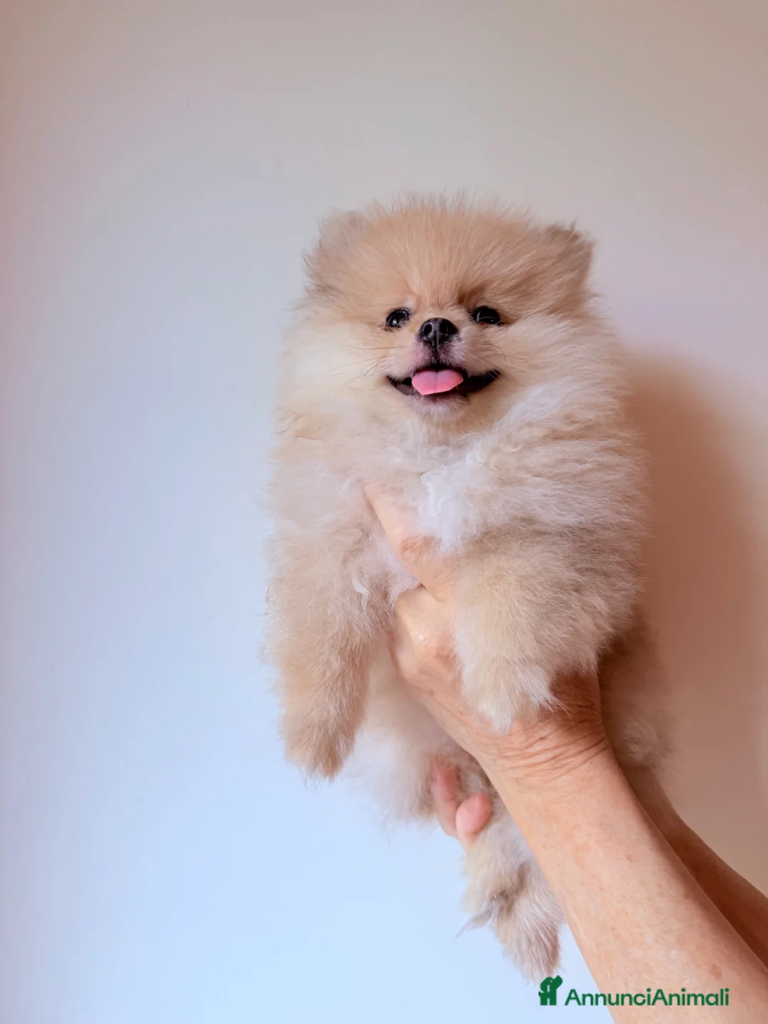 Volpino Pomerania cani in vendita: Volpino Pomerania nano - Annuncio 2