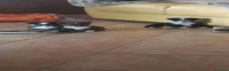 Chihuahua cani in vendita: Chihuahua a pelo lungo  - Annuncio 25