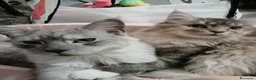 Maine Coon gatti in vendita: Maine coon 1 anno intero - Annuncio 3