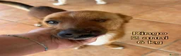 Meticcio cani in regalo: Cani di taglia piccola e contenuta  a Provincia di Pistoia - Annuncio 2