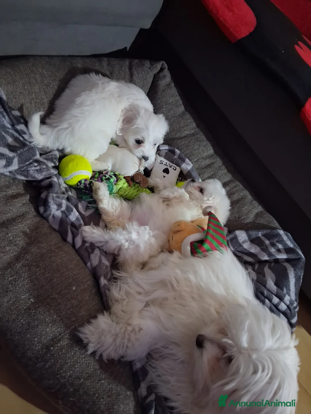 Maltese cani in vendita: Cucciole Maltese - Annuncio 2