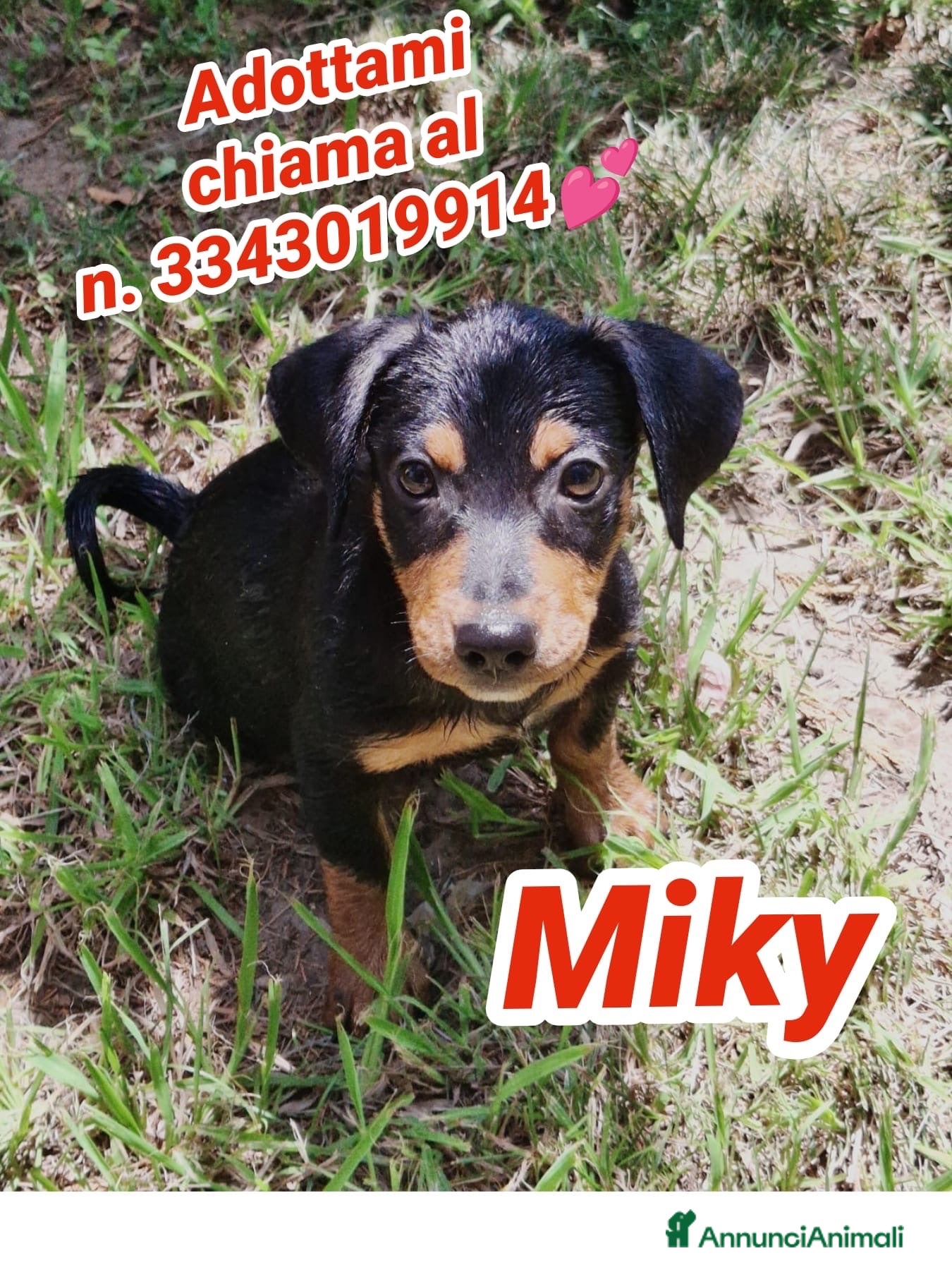 Meticcio cani MIKY 💙 il mondo è tutto da scoprire  - Annuncio 10