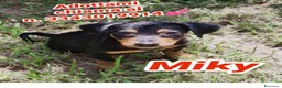 Meticcio cani in regalo: MIKY 💙 il mondo è tutto da scoprire  a Provincia di Rovigo - Annuncio 1