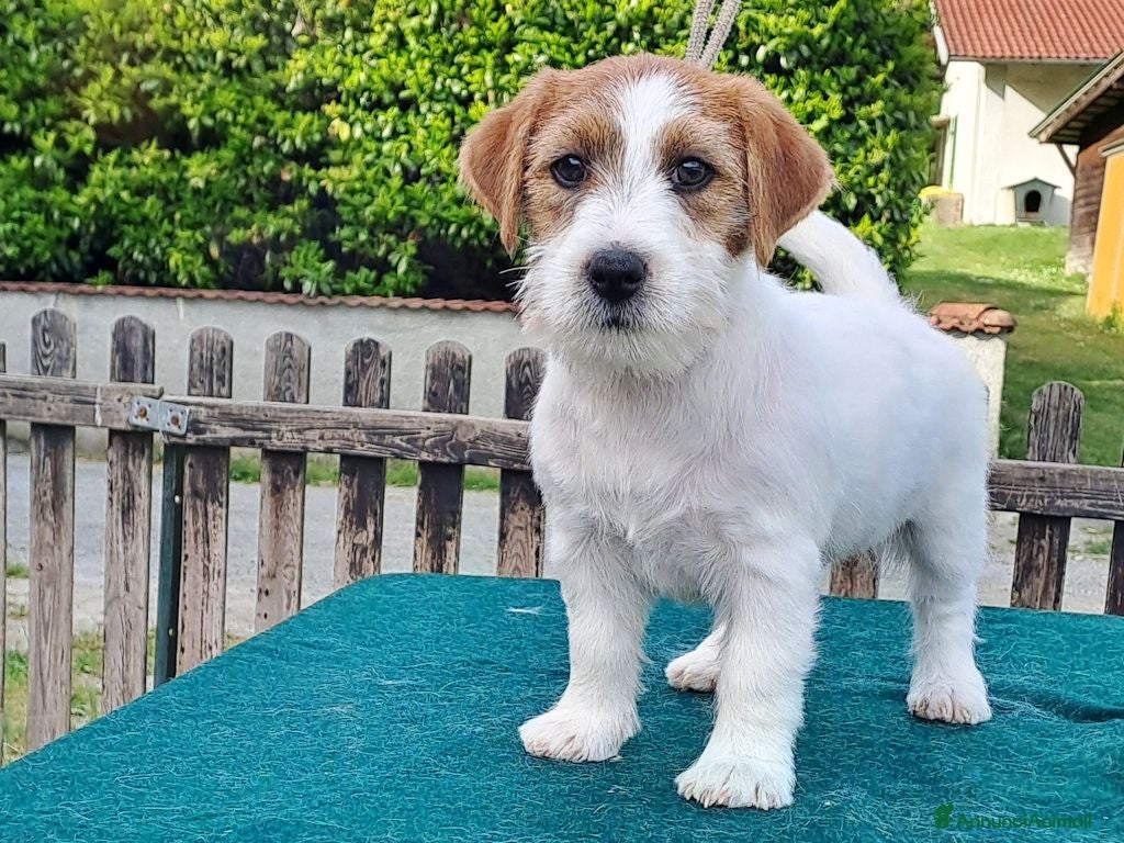 Jack Russell cani Cuccioli Jack Russell ruvido - Annuncio 2