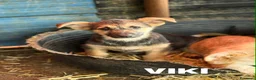 Meticcio cani in regalo: V PUPPIES: 5 dolcissimi cuccioli tg MEDIO-PICCOLA! - Annuncio 6