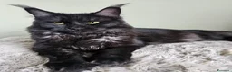 Maine Coon gatti in vendita: Splendidi cuccioli Maine Coon con pedigree - Annuncio 14