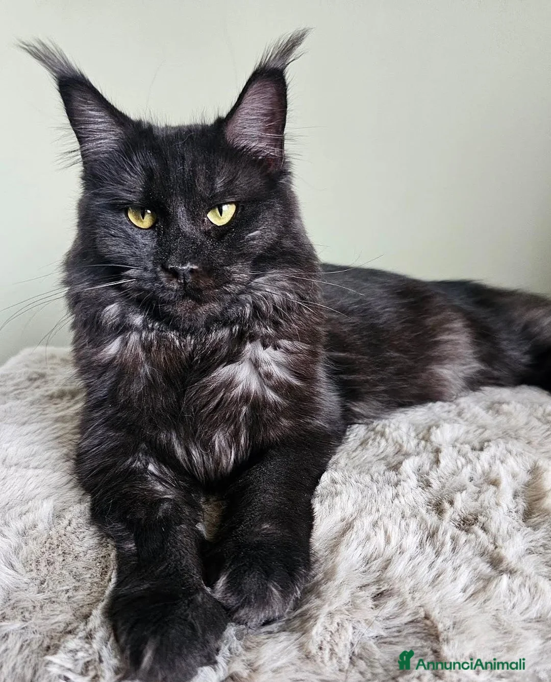 Maine Coon gatti in vendita: Splendidi cuccioli Maine Coon con pedigree - Annuncio 14