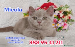 British gatti in vendita: British Shorthair maschietti  a Provincia di Pavia - Immagine 2