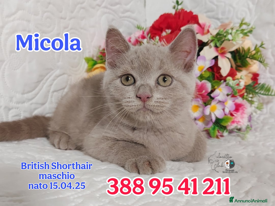 British gatti in vendita: British Shorthair maschietti  a Provincia di Pavia - Immagine 2