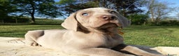 Weimaraner cani in vendita: Weimaraner cuccioli  - Annuncio 1