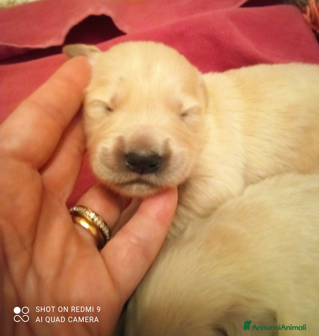 Golden Retriever cani in vendita: Golden retriever con pedigree ENCI  a Provincia di Treviso - Annuncio 8