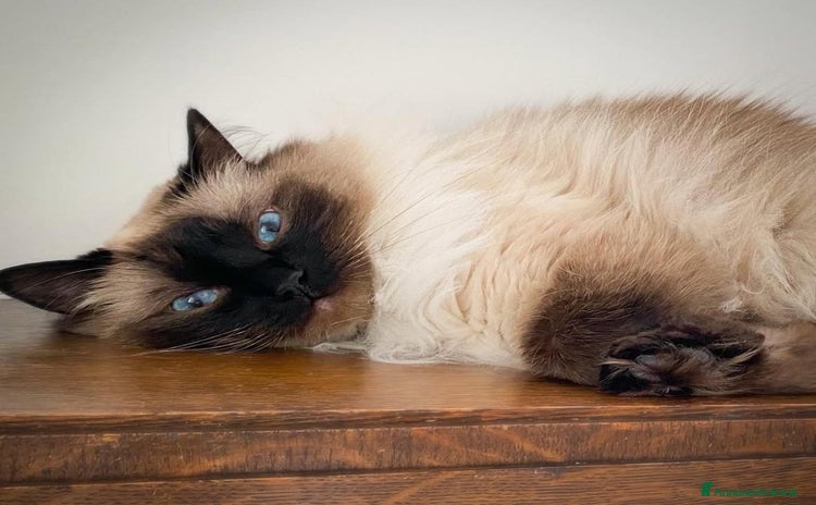 Ragdoll gatti a Città metropolitana di Milano - Annuncio 11