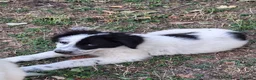 Meticcio cani in vendita: 🐶 Cucciolo maschio bianco con macchie nere - Annuncio 9