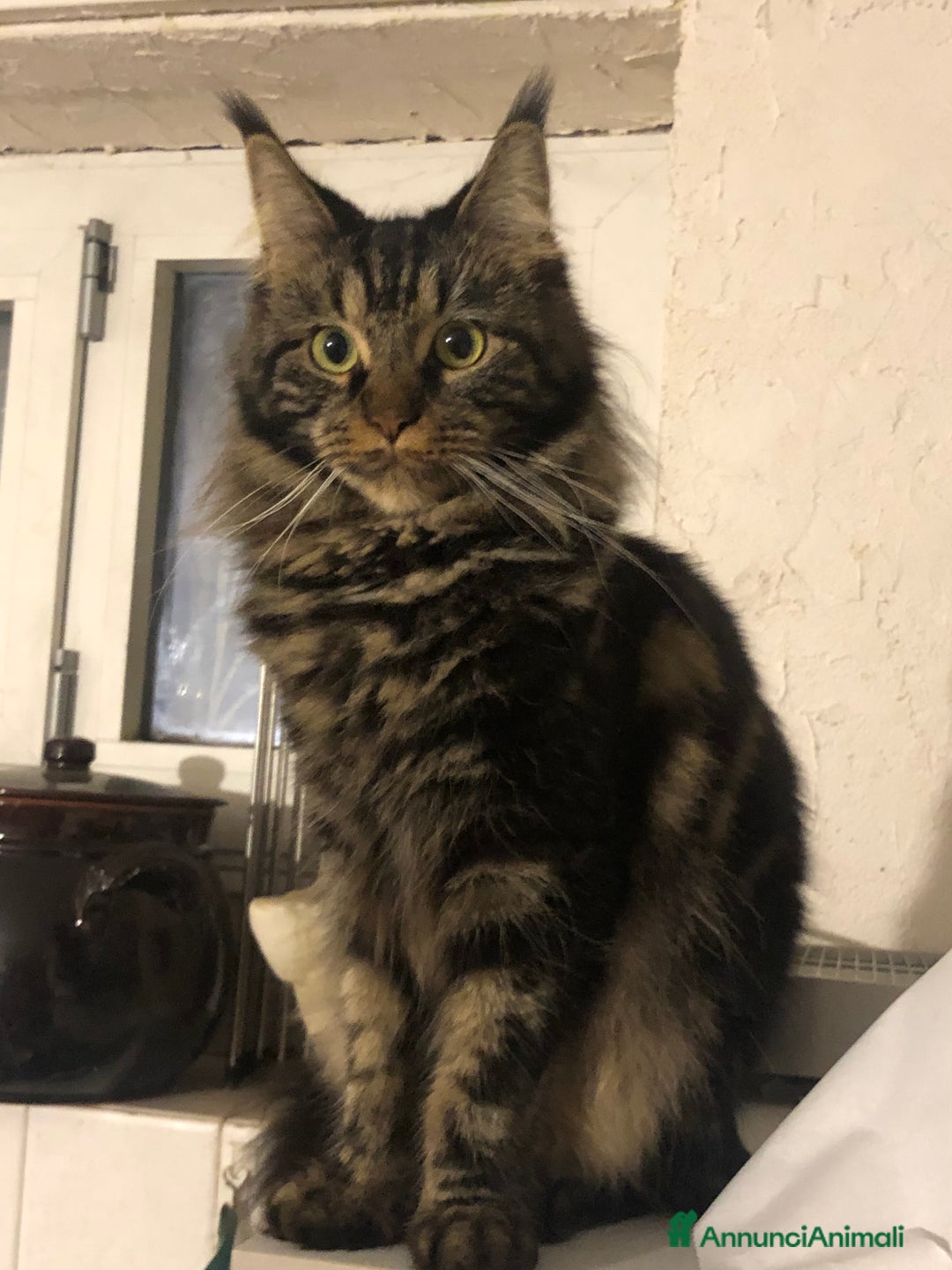 Maine Coon gatti in vendita: Cuccioli Maine Coon  - Immagine 10