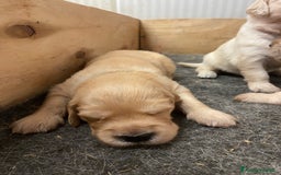 Golden Retriever cani in vendita: Cuccioli di golden retriever a Provincia di Pavia - Immagine 11