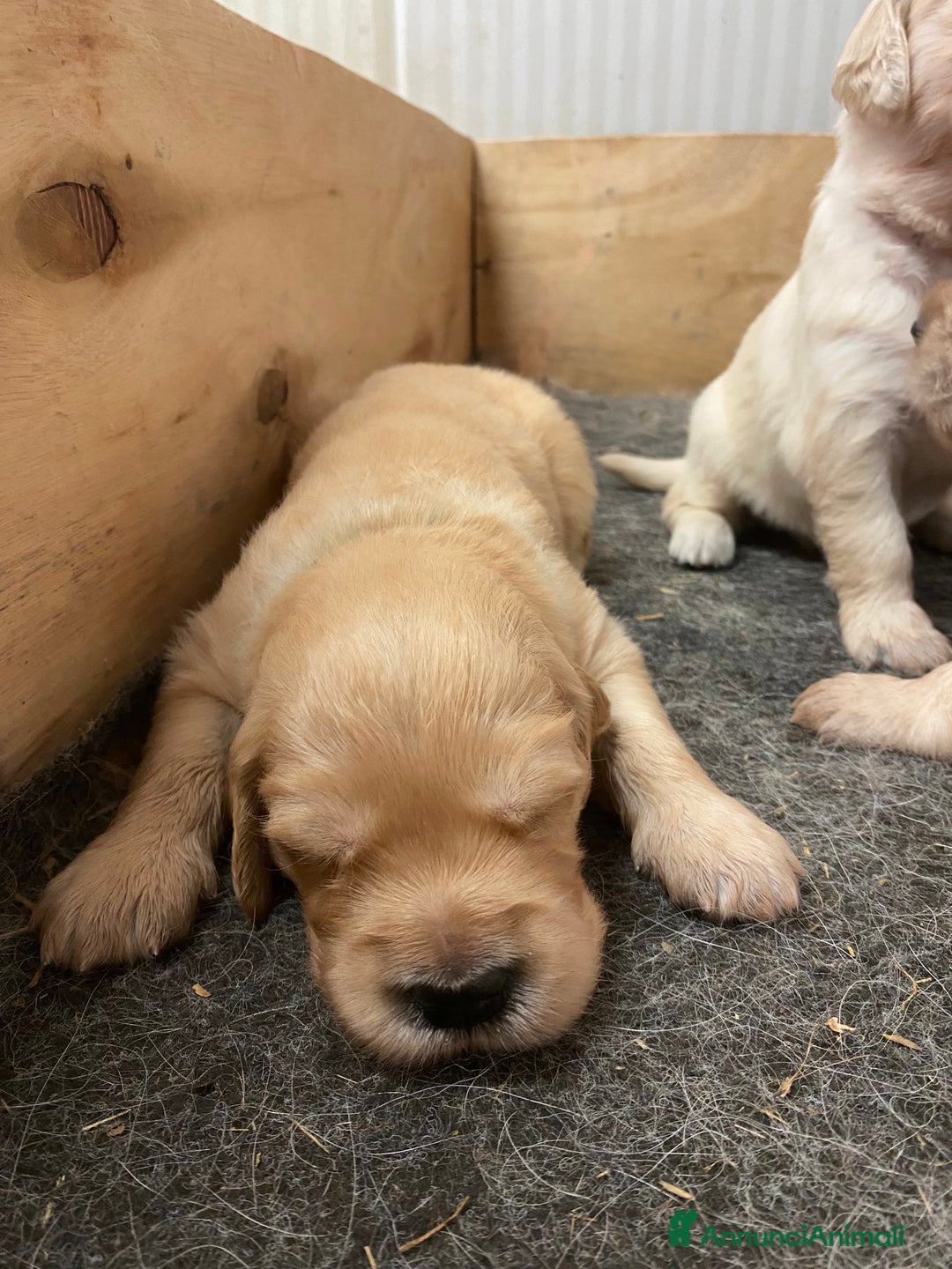 Golden Retriever cani in vendita: Cuccioli di golden retriever a Provincia di Pavia - Immagine 11