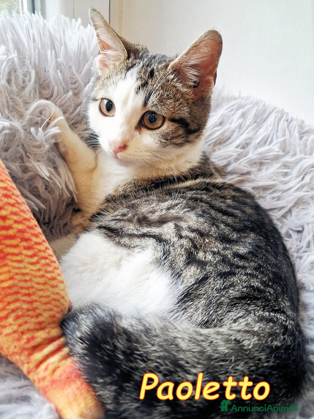 Europeo gatti in regalo: PAOLETTO GATTINO DOLCISSIMO - Annuncio 1