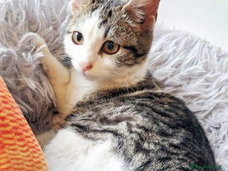 Europeo gatti PAOLETTO GATTINO DOLCISSIMO - Annuncio 2