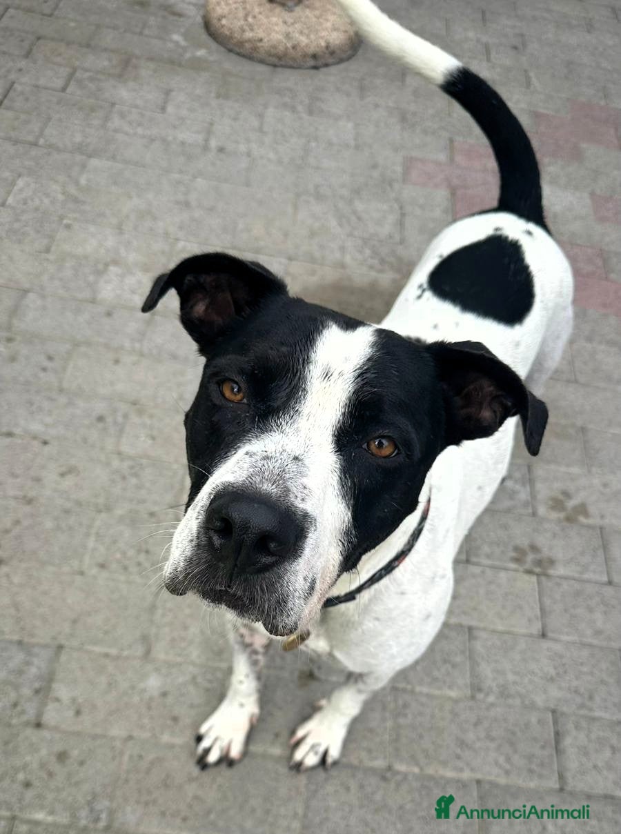 Meticcio cani BLACK GENTILCANE - Annuncio 24