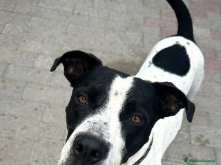 Meticcio cani BLACK GENTILCANE - Annuncio 3