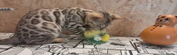 Bengala gatti in vendita: Bengala cucciolo snow a Provincia di Cremona - Annuncio 7