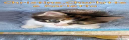 Europeo gatti in regalo: CHRISTINE CHARLOTTE E CARLETTO  - Annuncio 7