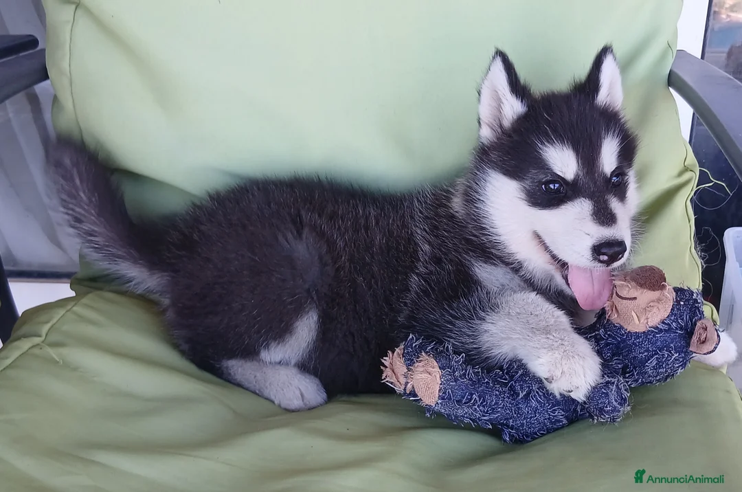Husky cani in vendita: splendida cucciola di Siberian Husky - Annuncio 4