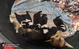 Corgi Pembroke cani in vendita: Corgi Pembroke  a Provincia di Pavia - Immagine 2