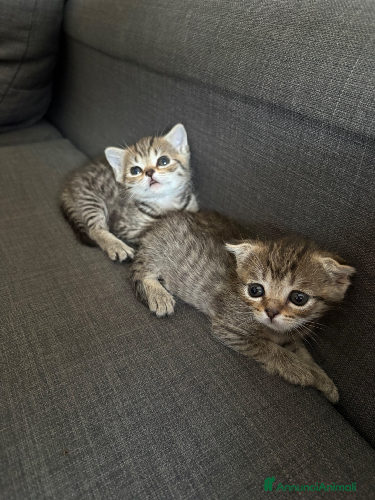 Scottish gatti Scottish in vendita - Annuncio 5