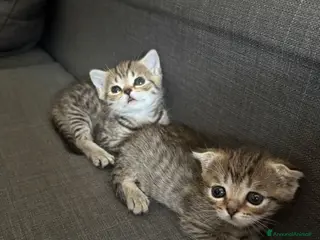 Scottish gatti Scottish in vendita - Annuncio 5