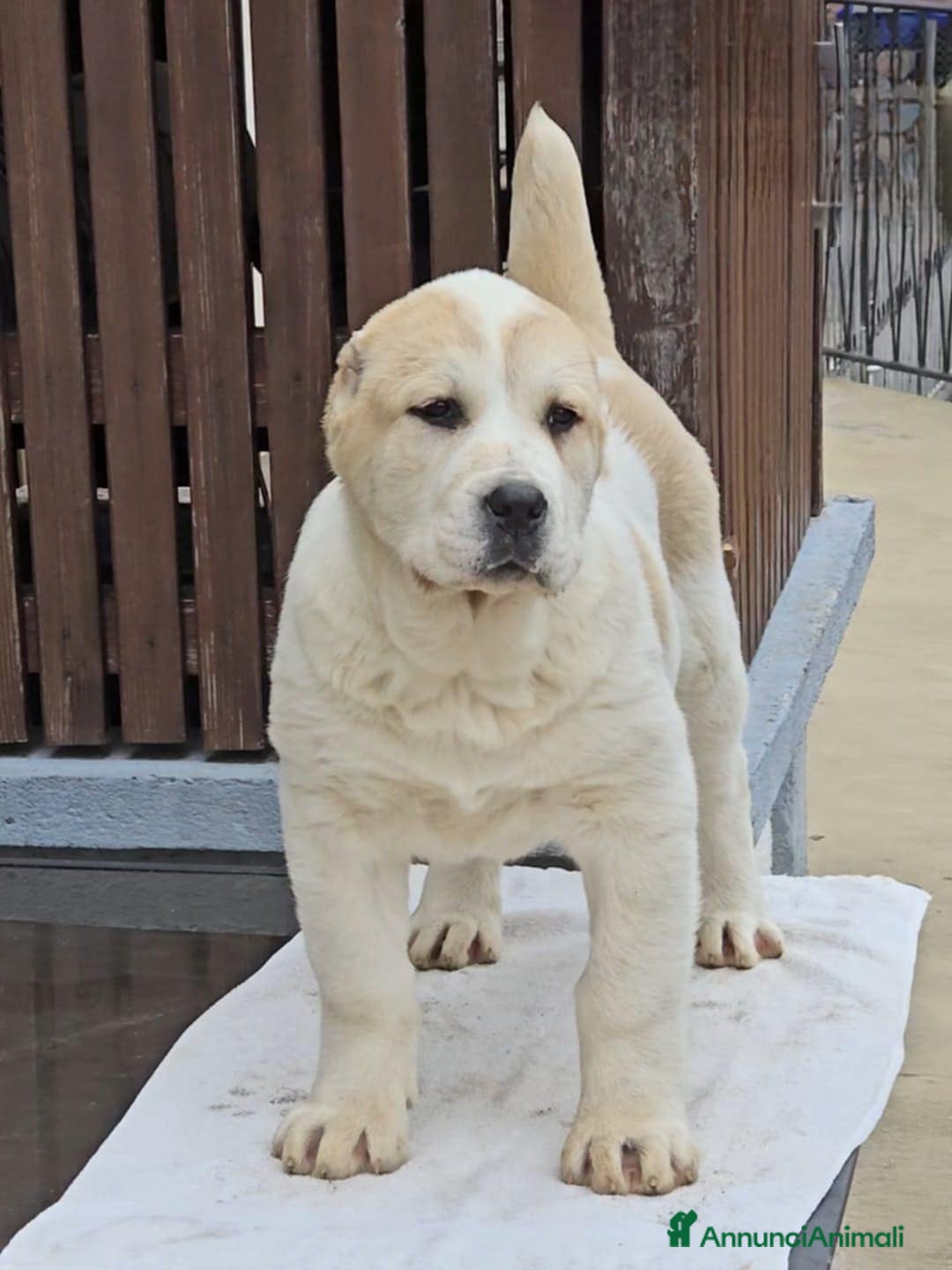 Pastore Asia Centrale cani in vendita: Pastore Asia Centrale  - Annuncio 10