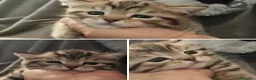 Scottish gatti in vendita: Bellissimi scottish fold e straigh  - Annuncio 6