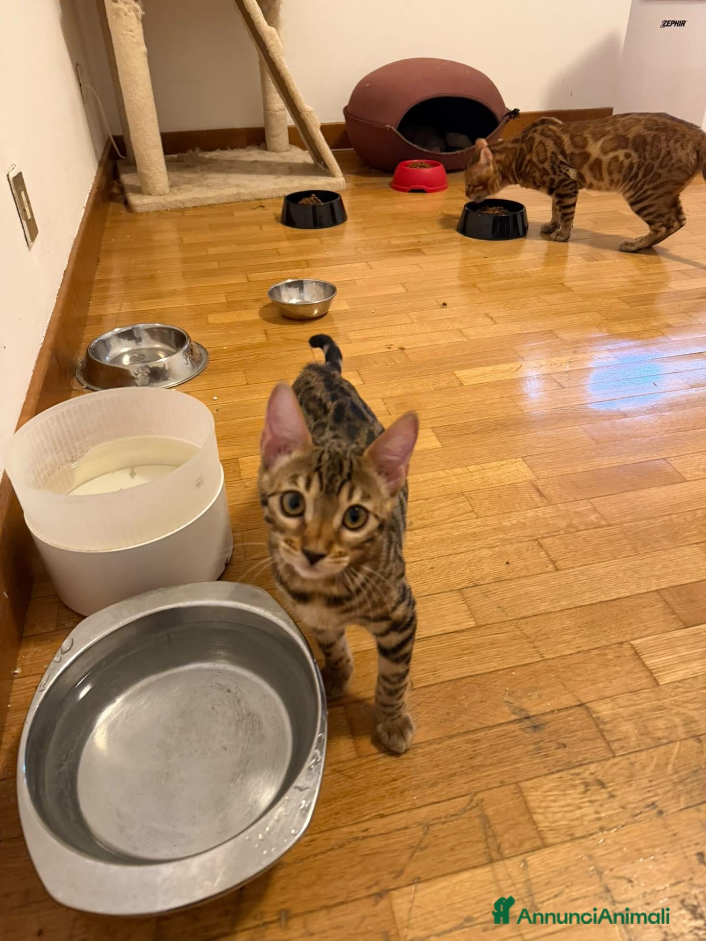 Bengala gatti Cucciola bengala - Annuncio 1
