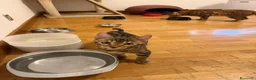 Bengala gatti in regalo: Cucciola bengala - Annuncio 1