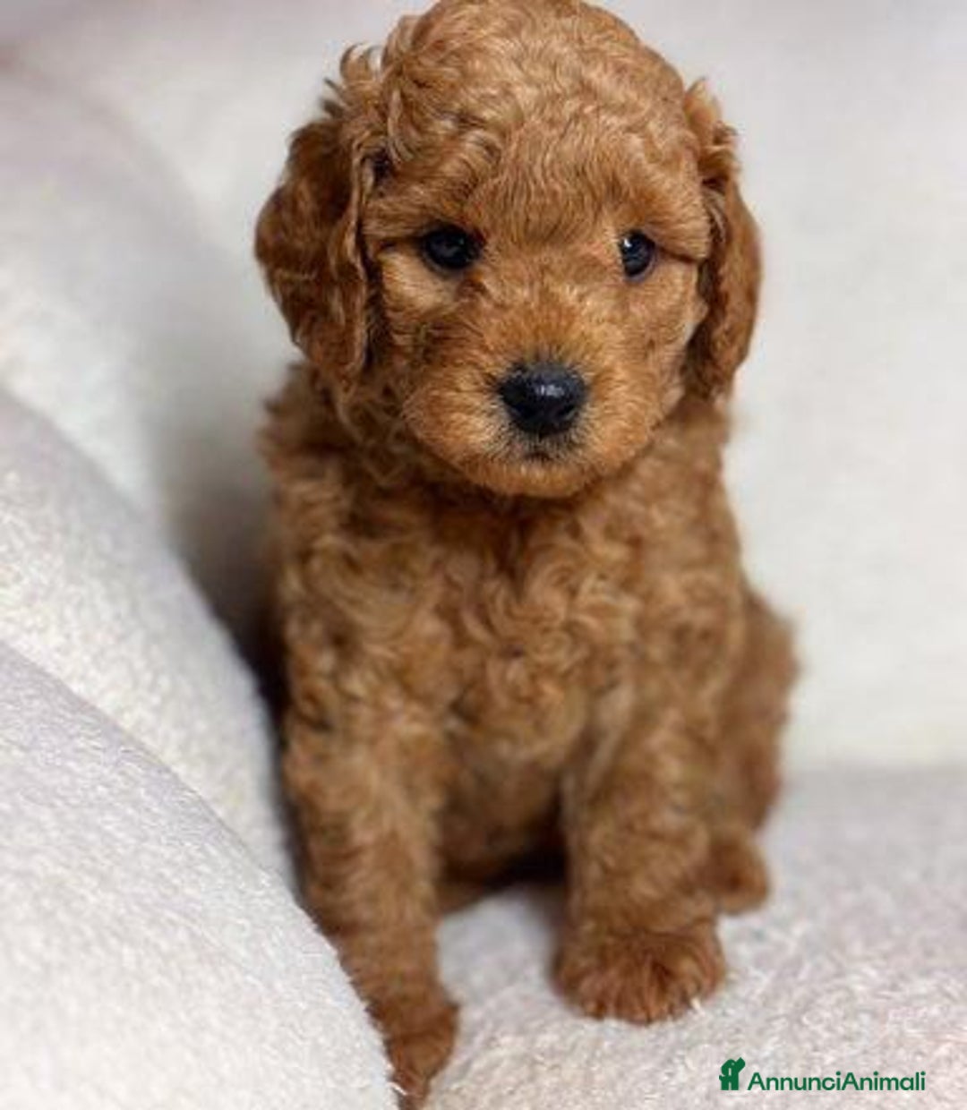 Meticcio cani in vendita: Cuccioli di Mini Goldendoodle F1BB - Annuncio 15