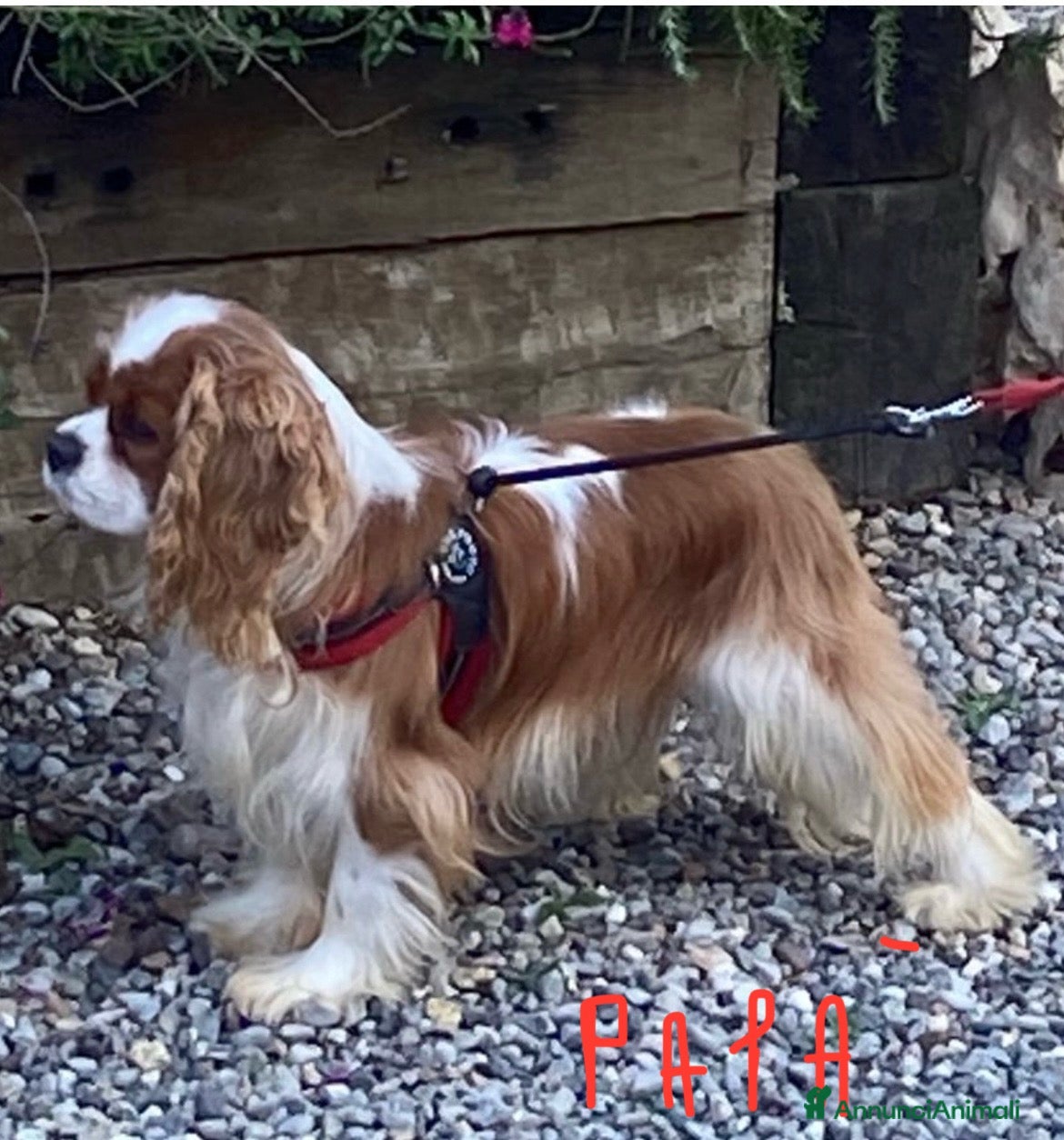 Cavalier King cani Meravigliosi cuccioli di cavalier King blenheim - Annuncio 2